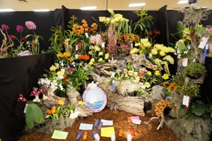 American Orchid Society Show Trophy ‘Newport Harbor Orchid Society’ ST/AOS 85 pts.